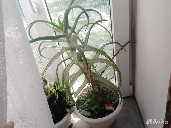 Алое лечебный