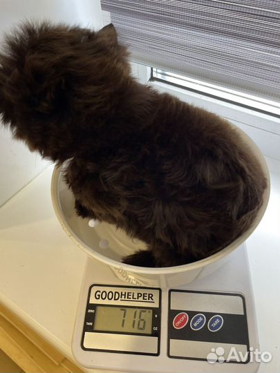 Шоколадный мини йорк