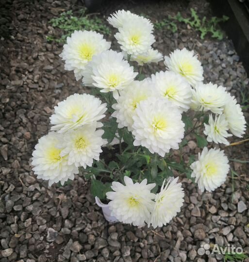 Хризантемы мультифлора