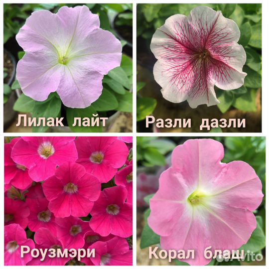 Рассада петунии