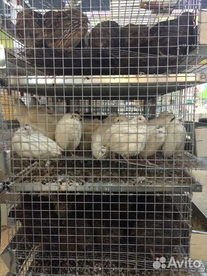 Клетки для перепелов от производителя