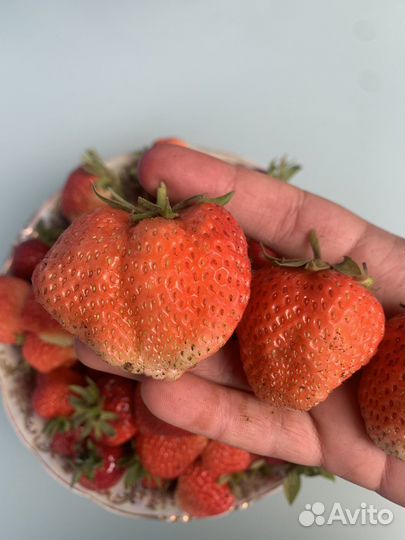 Финская розовая(годовалые кусты)