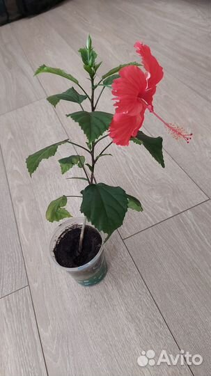Гибискус китайская роза