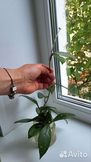 Хойя мясистая