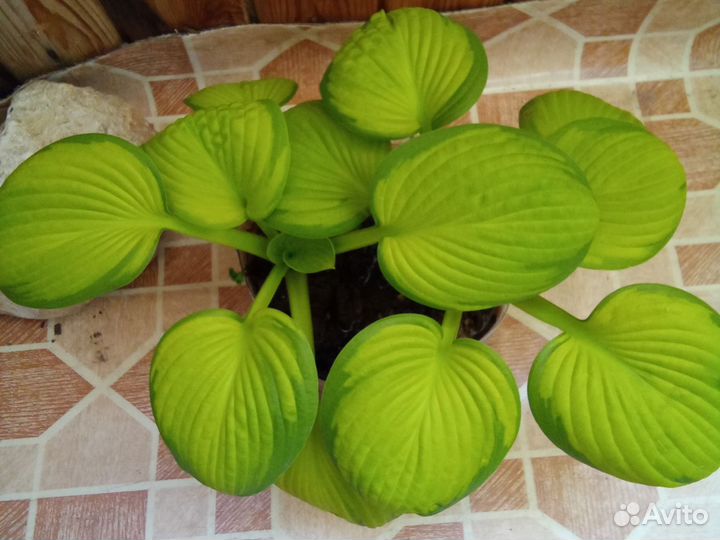 Хоста жёлтая Rainforest Sunrise