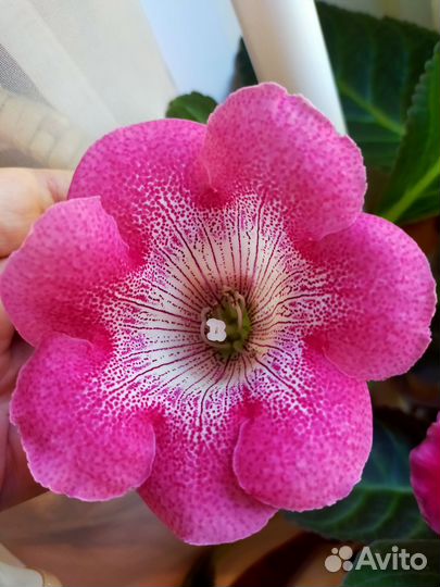 Глоксиния цветущая