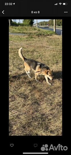 Метис гончей