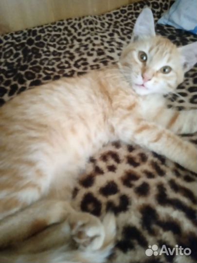 Кошка в дар бесплатно