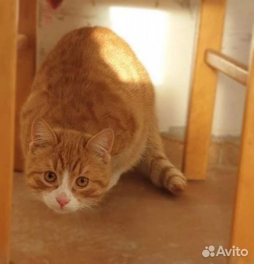 Котик Листик в добрые руки