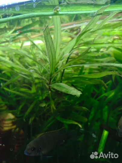 Аквариумные растения