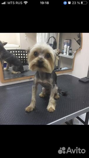 Стрижка котиков и собак на дом