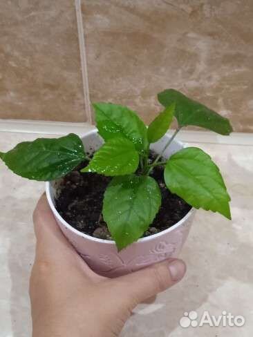 Гибискус китайская роза