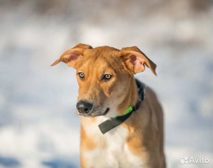 Собака в дар в добрые руки