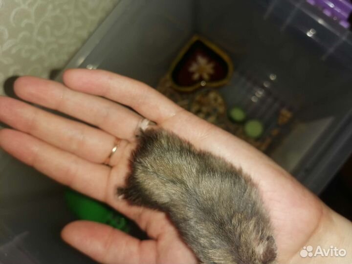 Джунгарские хомяки