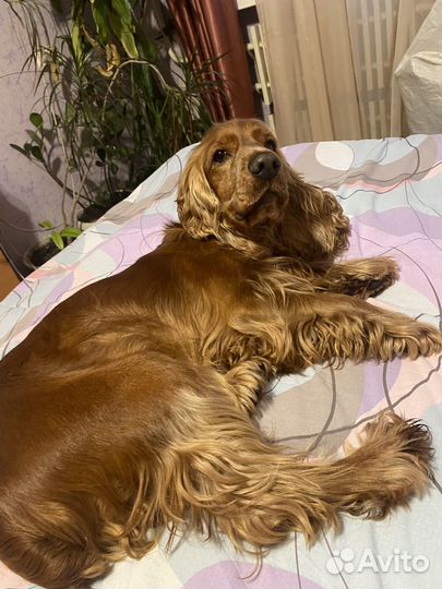 Вязка собак