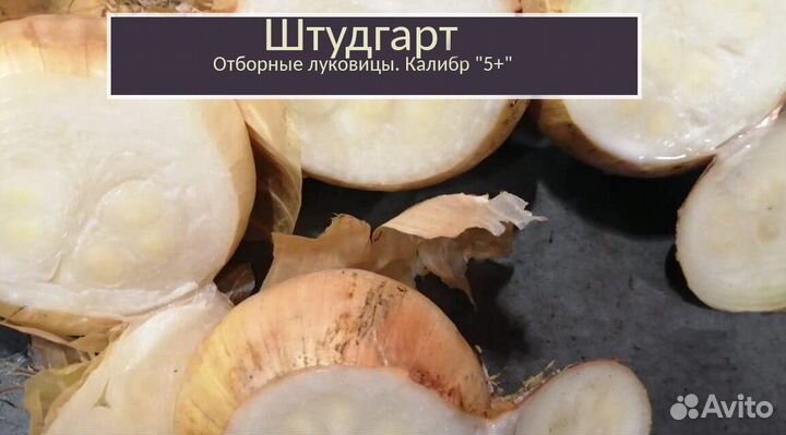 Лук Штутгарт на перо оптом от 3 тонн