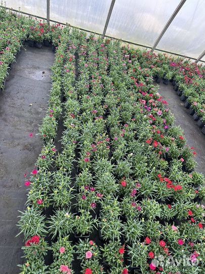 Гвоздика,многолетник. Опт