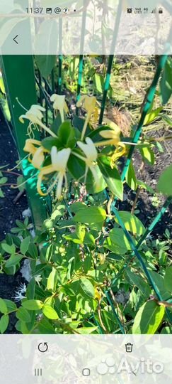 Жимолость вьющаяся декоративная