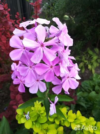 Садовые цветы, флоксы метельчатые