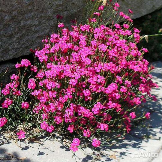 Гвоздика, астильба стелющаяся