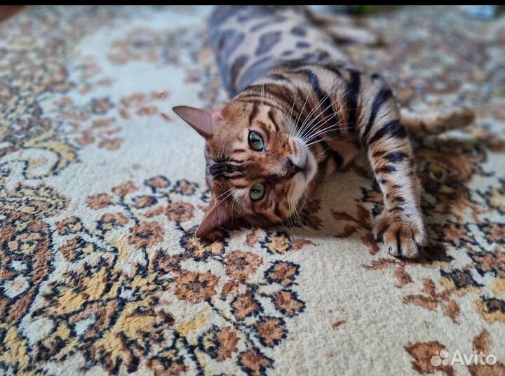 Бенгальский кот