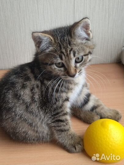 Малыш крепыш2,5 месяца