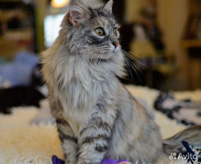 Котята норвежская лесная