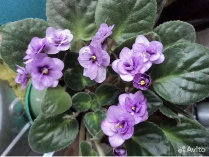 Фиалка в горшках
