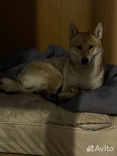 Найдена собака Сиба ину