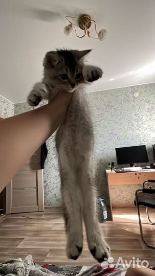 Котенок