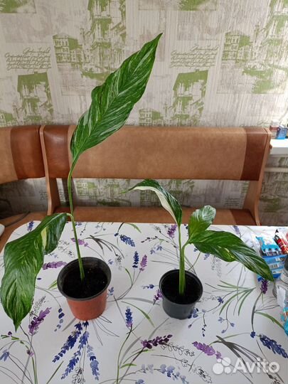 Спатифиллум даймонд