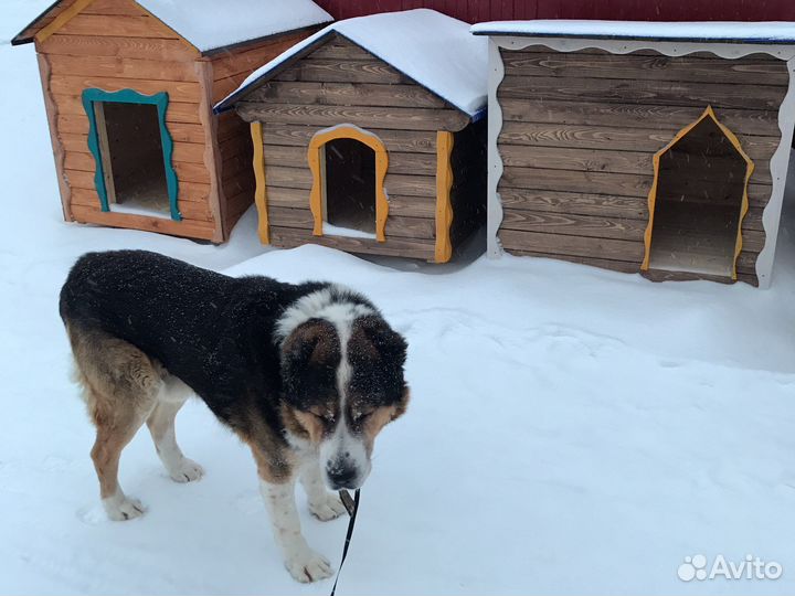 Будки для собак утепленные