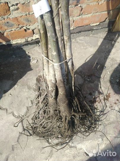 Грец орех, груша, алыча, абрикос, персик, яблони