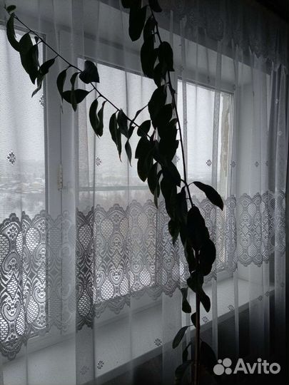 Комнатные цветы в горшках, живые,лимоны