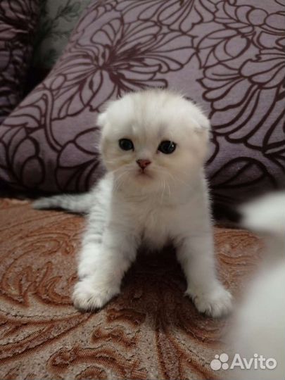 Шотландская