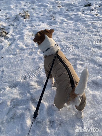 Костюм для собаки