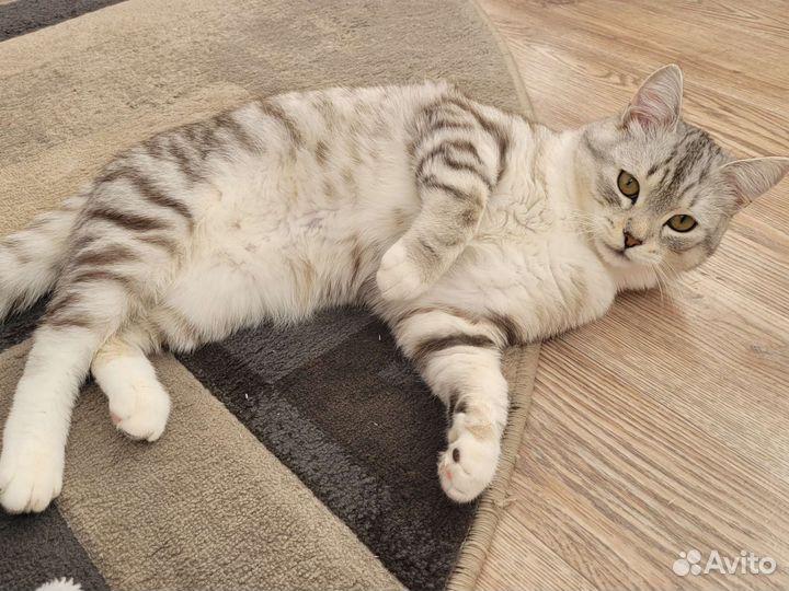 Отдам кота