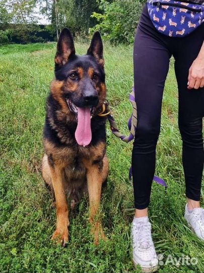 Собака пёс из приюта