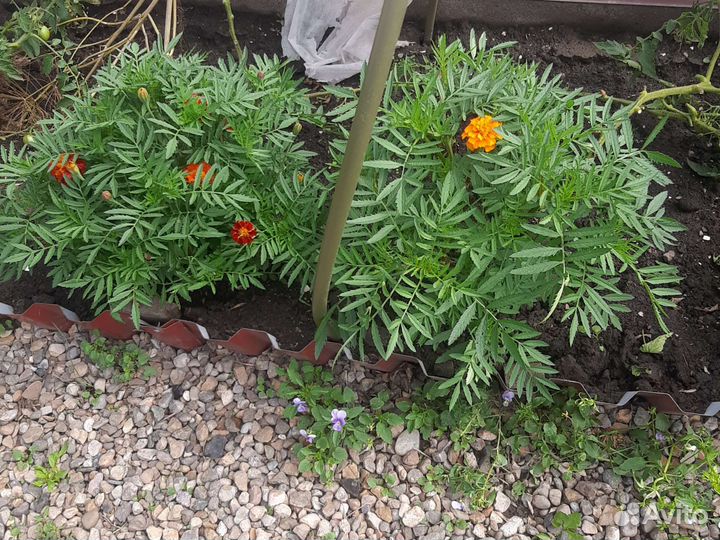 Рассада цветов астры, бархатцы