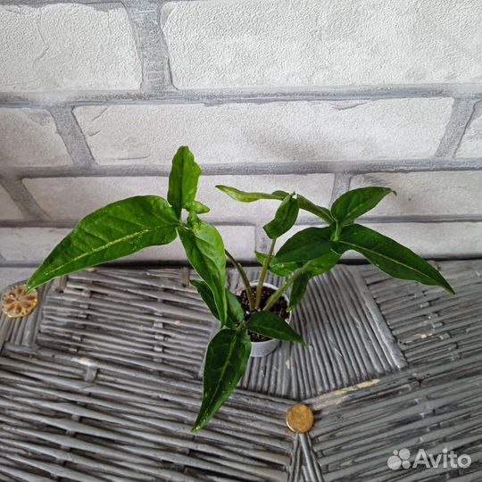 Сингониум ушковатый