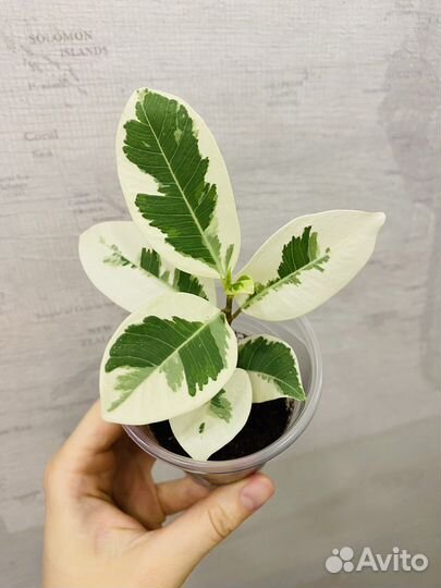 Фикус альбомаргината