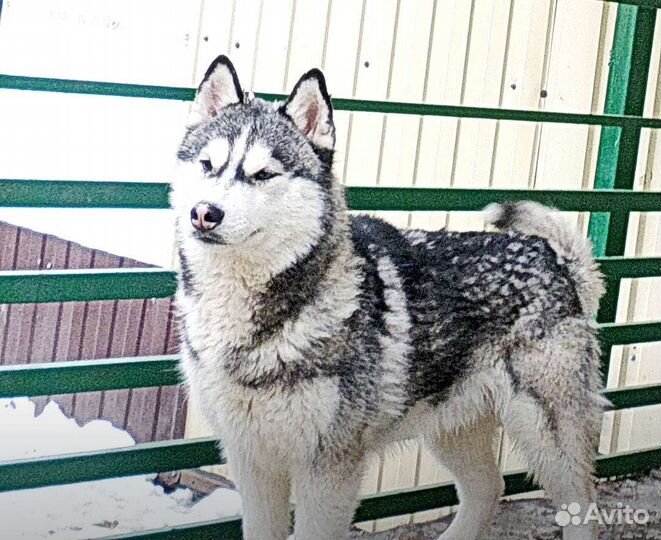 Кобель для вязки Сибирский Хаски