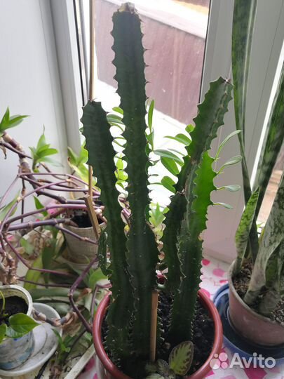 Молочай, эуфорбия