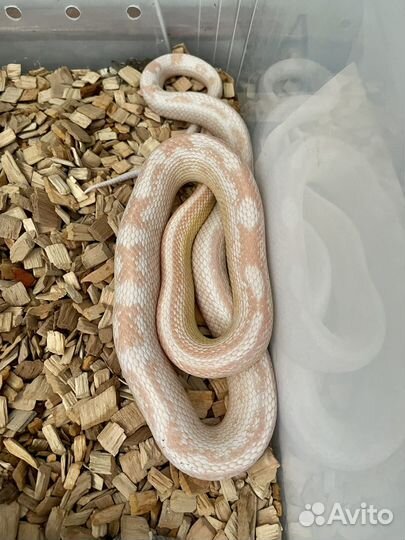 Маисовый полоз Snow