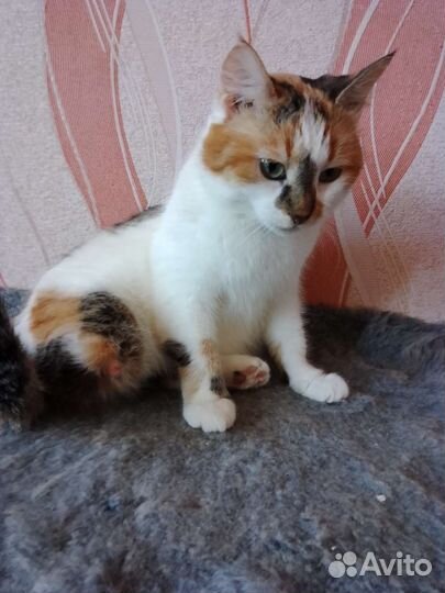 Кошка в дар бесплатно