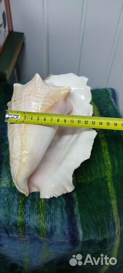 Большая морская раковина