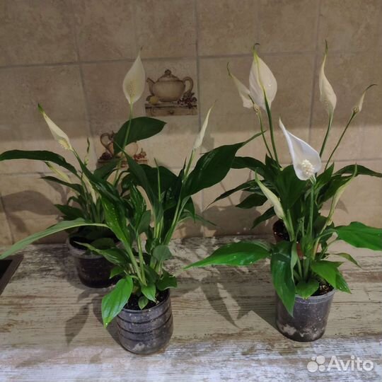 Спатифиллум (quattro)кватро