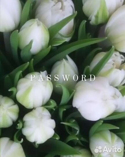 Луковицы тюльпанов детки