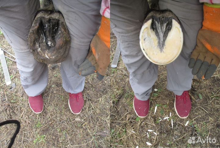 Расчистка копыт лошадей, ослов, пони, коров, коз