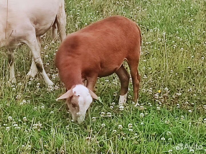 Катумские овцы